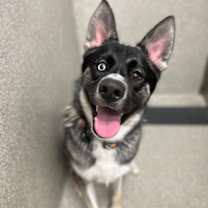 Thumbnail photo of Hank #3