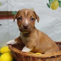 Thumbnail photo of Opie #2