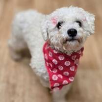 Thumbnail photo of Mellie #1