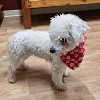 Thumbnail photo of Mellie #3