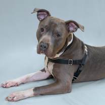 Thumbnail photo of Blue #3