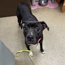 Thumbnail photo of Tootsie Roll #1