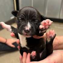 Thumbnail photo of Tootsie Roll #2