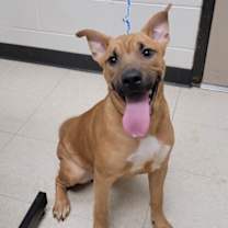 Thumbnail photo of Chili Bean #1