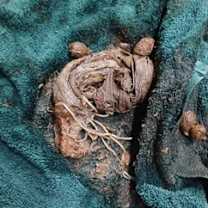 Thumbnail photo of Beefaroni #2