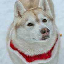 Thumbnail photo of Nova #1