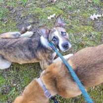 Thumbnail photo of Benjamin (IN FOSTER) #2