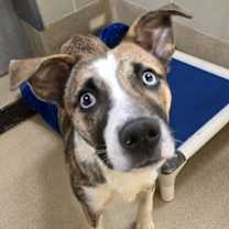 Thumbnail photo of Benjamin (IN FOSTER) #3