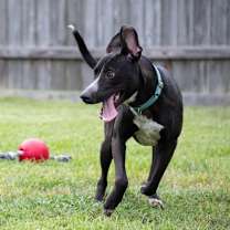 Thumbnail photo of Miley #1