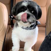 Thumbnail photo of Jaxson #1