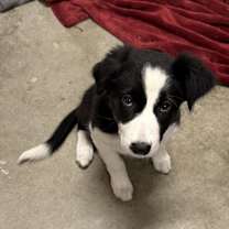 Thumbnail photo of Pepper #1