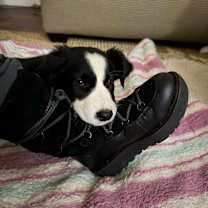 Thumbnail photo of Pepper #2