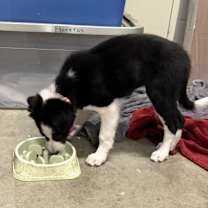 Thumbnail photo of Pepper #3