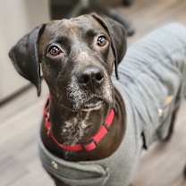 Thumbnail photo of Koda #1