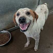 Thumbnail photo of Roo #1