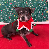 Thumbnail photo of Tallulah #1