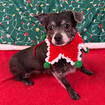 Thumbnail photo of Tallulah #2