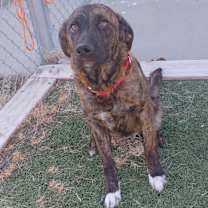 Thumbnail photo of Dutchess  #1