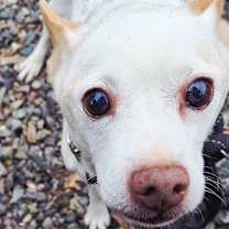 Thumbnail photo of Krypto #1