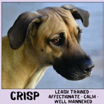 Thumbnail photo of Crisp #1