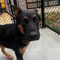 Thumbnail photo of Kylo #1