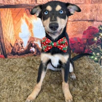 Thumbnail photo of Shortbread #1