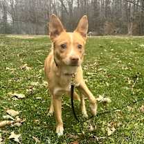 Thumbnail photo of Squid #3