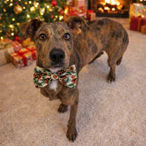 Thumbnail photo of Pine Cone  #1