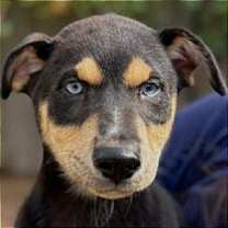 Thumbnail photo of Shortbread #2