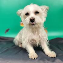 Thumbnail photo of Nori #2