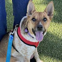 Thumbnail photo of Sandy #1