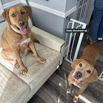 Thumbnail photo of Clifford #2