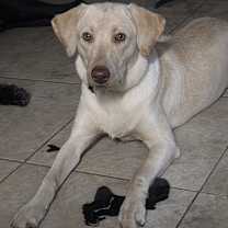 Thumbnail photo of Maple #2