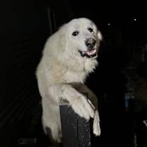 Thumbnail photo of Krypto #3