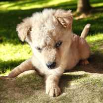 Thumbnail photo of Curly #2