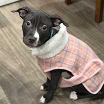 Thumbnail photo of Star #1