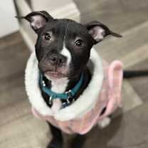 Thumbnail photo of Star #4