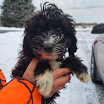 Thumbnail photo of Charlie #3