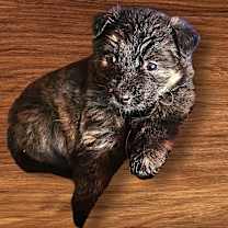 Thumbnail photo of Buffy #1