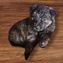 Thumbnail photo of Buffy #2