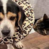 Thumbnail photo of Mortimer #3