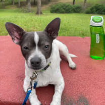 Thumbnail photo of Deuce #3