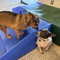 Thumbnail photo of Deuce #4