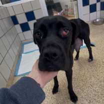 Thumbnail photo of PEPSI #1