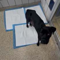 Thumbnail photo of PEPSI #2