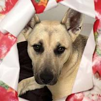 Thumbnail photo of Thumper #1