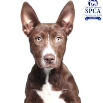 Thumbnail photo of Hershey #1