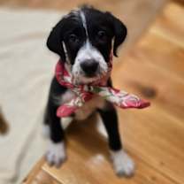 Thumbnail photo of Arthur #1