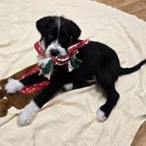 Thumbnail photo of Arthur #2