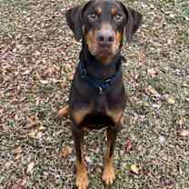 Thumbnail photo of Dior Maximus #1